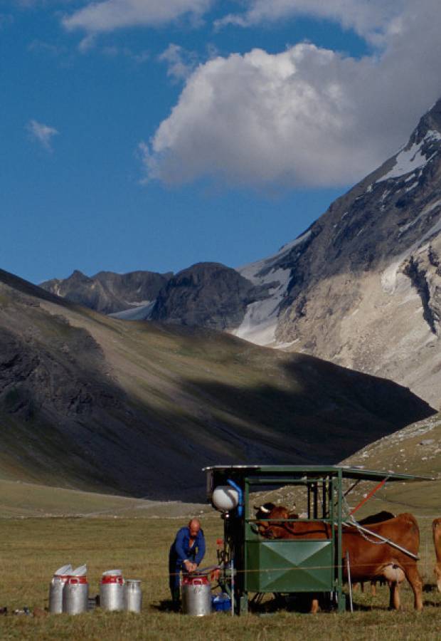 Traite en alpage et salle de traite mobile © Michel Bouche / Parc national de la Vanoise