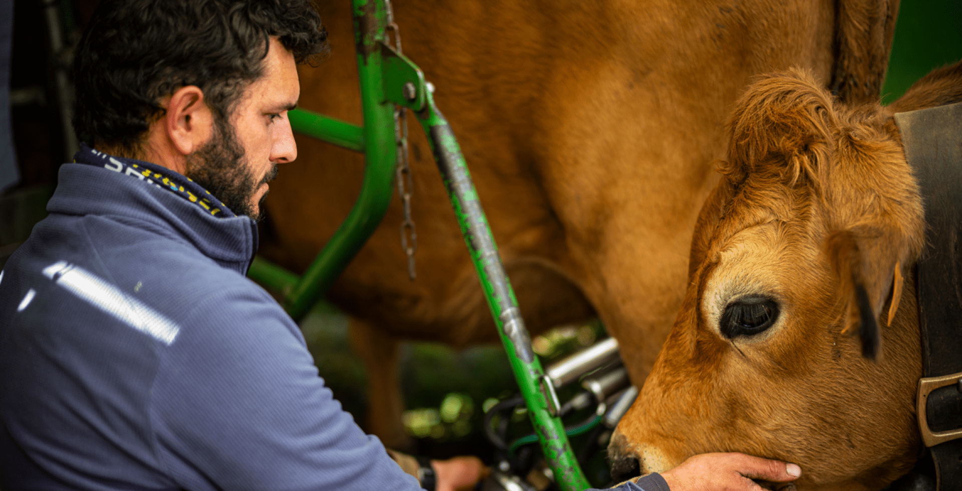 Traite à l'alpage du Ritord © Pierre Witt - Parc national de la Vanoise