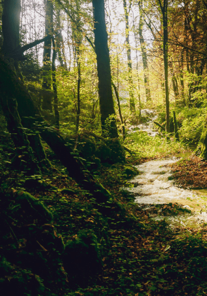 Dans le Parc national de forêts en Bourgogne © Edouard de Ganay